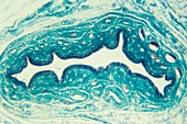 Salivary gland duct,light micrograph