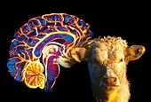Human brain and beef cow