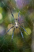 Golden silk orb-weaver spider