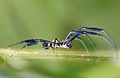 Golden silk orb-weaver