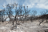 Protea plants in fire-damage scrub