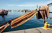 Snoek fillets being dried in the sun