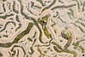 Mollusc trails in rock pool