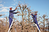 Pear orchard pruning,South Africa