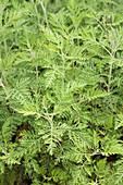 African wormwood (Artemisia afra)