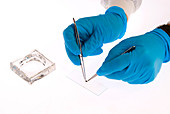 Placing specimen onto microscope slide
