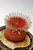 Christmas anemone,wax model