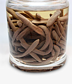 Preserved worm specimens