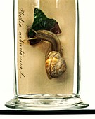 Copse snail,glass model