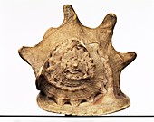 Queen Conch,specimen