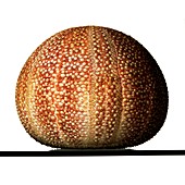 Edible sea urchin specimen