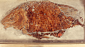 Fossil fish cast