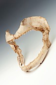 Bull shark jaws,specimen