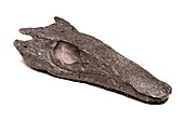 Archeria fossil cast