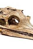 Gharial skull