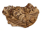 Ichthyosaur fossil