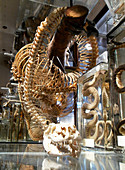 Anaconda skeleton