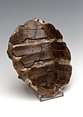 Turtle shell fossil