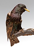European starling,stuffed specimen