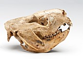 Koala skull