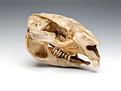 Wombat skull