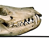Tasmanian wolf skull