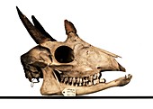 Four-horned antelope skull