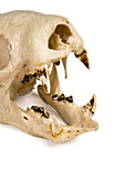 Sloth skull