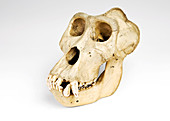 Gorilla skull