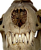 Leopard seal skull