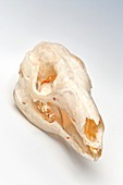 Kangaroo skull