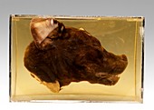 Dog head,specimen