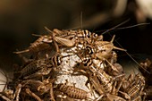 Breeding insects for human consumption