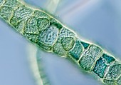 Compsopogon alga filament,LM