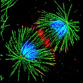 Cell division,SIM micrograph