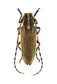 Longhorn beetle