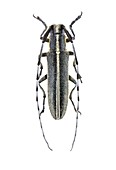 Longhorn beetle