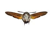 The hummingbird hawk-moth