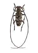 Black pine sawyer beetle
