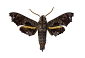 Hawk moth