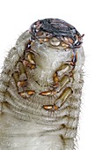 European rhinoceros beetle larva