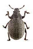 Weevil