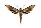 Libya sphinx moth