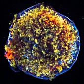 Supernova remnant,space telescope image