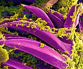 Yersinia pestis bacteria,SEM
