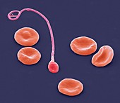 Red blood cells and sperm,SEM