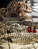 Theropod dinosaur fossils display