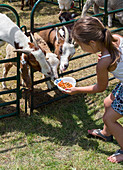 Girl feeding goats