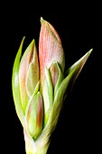 Flower buds of Hippeastrum