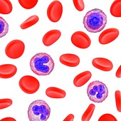 Blood cells,illustration